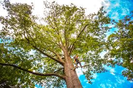 Best Tree Disease Treatment  in Fowler, CO