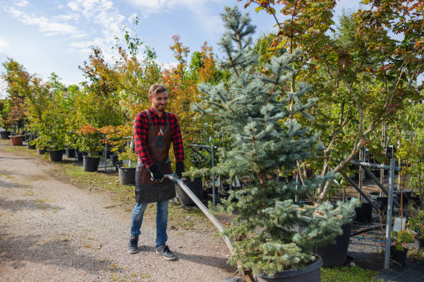 Best Tree Cabling and Bracing  in Fowler, CO